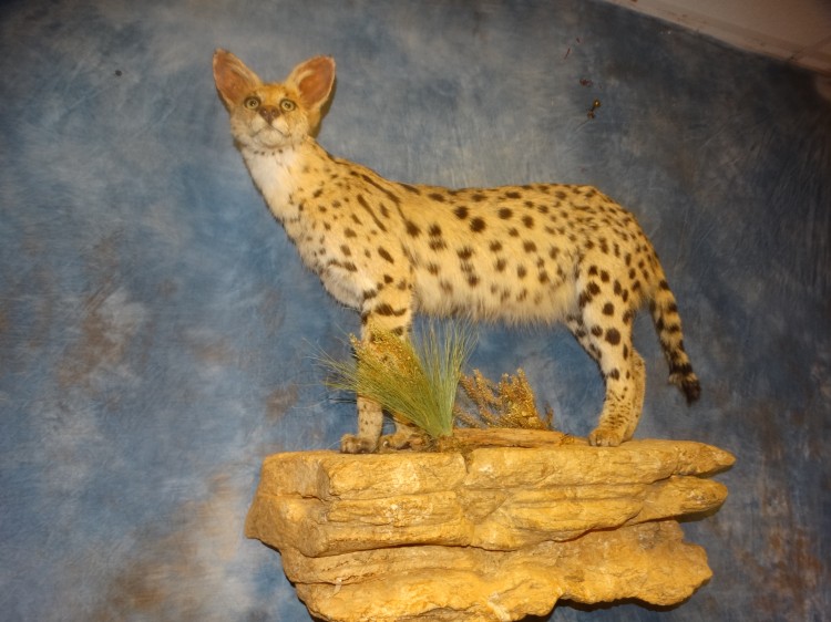 Mount Stunning African Serval Cat Taxidermy Mount For Sale