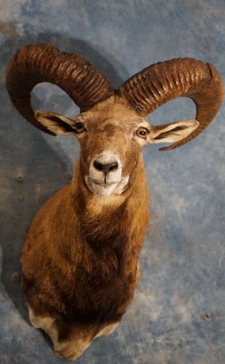 Pretty Armenian Mouflon Sheep Taxidermy Mount For Sale 