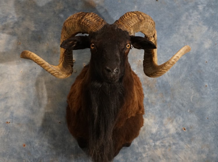 Cool Black Hawaiian Sheep Mount Taxidermy For Sale 