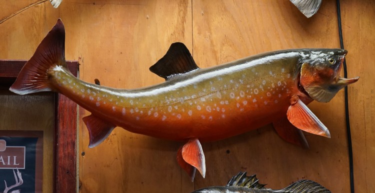 Beautiful 35" Real Skin Arctic Char Fish Mount Taxidermy For Sale 
