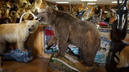 Big 9ft. Alaskan Brown Taxidermy Mount For Sale 