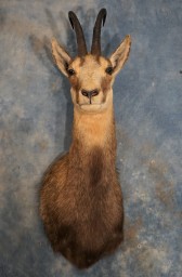 Pretty Pyrenean Chamois Mount Taxidermy