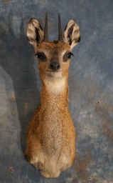 African Klipspringer Pygmy Antelope Mount Taxidermy For Sale 