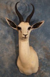 Beautiful African White Springbuck Mount Taxidermy For Sale 