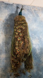 Brand New 6ft. Indigo Blue Peacock Mount Taxidermy For Sale 