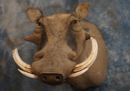 Cool African Warthog Taxidermy Mount For Sale 