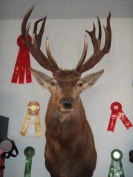 Trophy Red Stag Taxidermy Mount For Sale