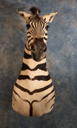 Beautiful African Chapman's Zebra Wall Pedestal Taxidermy Shoulder Mount For Sale 