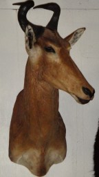 Lichtenstien's Hartebeest