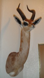 Gerenuk