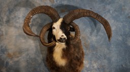 Really Cool Four Horned "Jacob's" Sheep Taxidermy Mount For Sale 