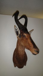 Record Book Red Hartebeest