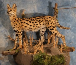 Awesome African Serval Cat Taxidermy Mount For Sale 