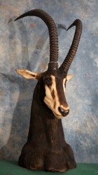 Gorgeous Sable Shoulder Table Pedestal Mount Taxidermy For Sale 