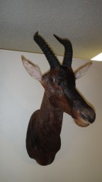 Topi