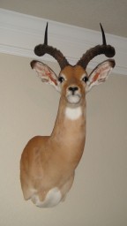 East African Impala
