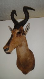 Cape Hartebeest